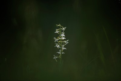 BUITEN BEELD Foto: 129031