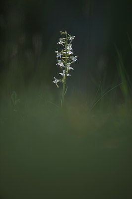 BUITEN BEELD Foto: 129032