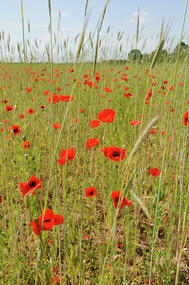 BUITEN BEELD Foto: 129034