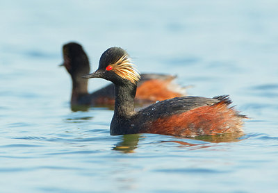 BUITEN BEELD Foto: 129077