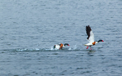BUITEN BEELD Foto: 129083