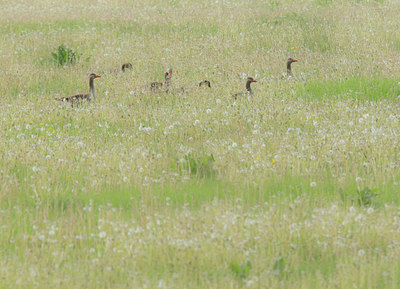 BUITEN BEELD Foto: 129086