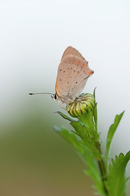 BUITEN BEELD Foto: 129098