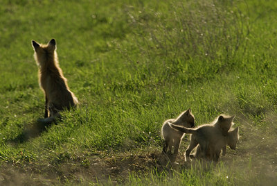 BUITEN BEELD Foto: 129118