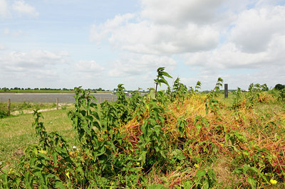 BUITEN BEELD Foto: 129178
