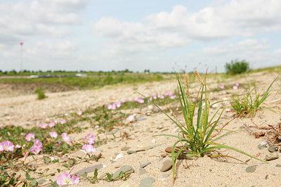 BUITEN BEELD Foto: 129188