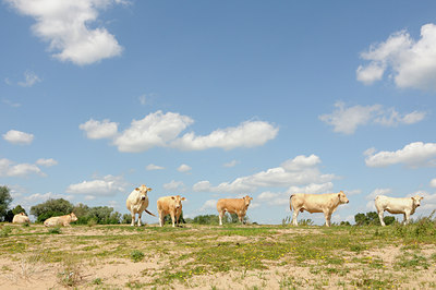 BUITEN BEELD Foto: 129194