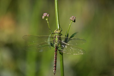 BUITEN BEELD Foto: 129201