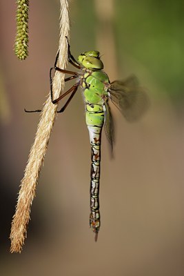 BUITEN BEELD Foto: 129207