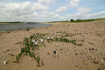 BUITEN BEELD Foto: 129211