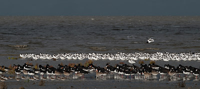 BUITEN BEELD Foto: 129216