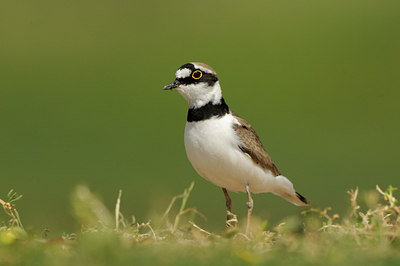BUITEN BEELD Foto: 129225
