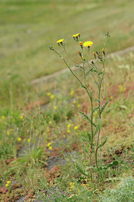BUITEN BEELD Foto: 129228