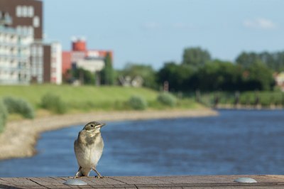 BUITEN BEELD Foto: 129231