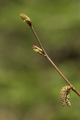 BUITEN BEELD Foto: 129243