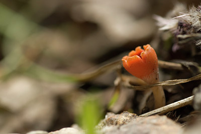 BUITEN BEELD Foto: 129249