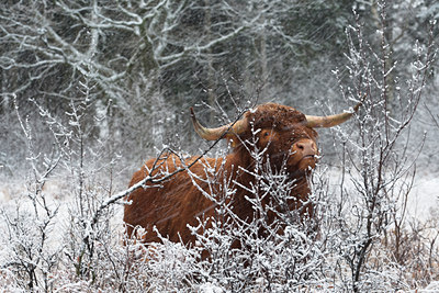 BUITEN BEELD Foto: 129268