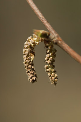 BUITEN BEELD Foto: 129273