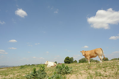 BUITEN BEELD Foto: 129283