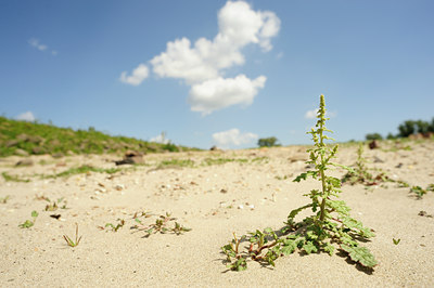 BUITEN BEELD Foto: 129293