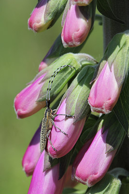 BUITEN BEELD Foto: 129306