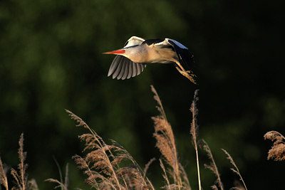 BUITEN BEELD Foto: 129314