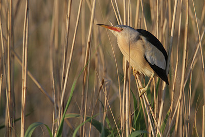 BUITEN BEELD Foto: 129316