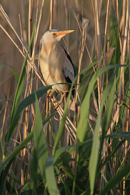 BUITEN BEELD Foto: 129318