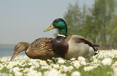 BUITEN BEELD Foto: 129325
