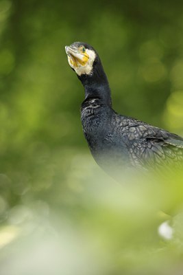 BUITEN BEELD Foto: 129339