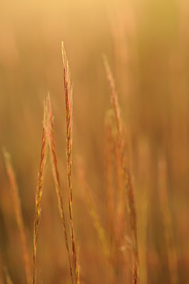 BUITEN BEELD Foto: 129397