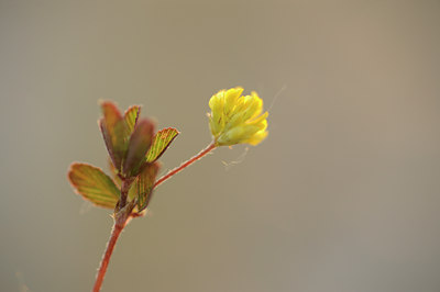 BUITEN BEELD Foto: 129407