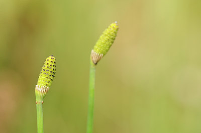 BUITEN BEELD Foto: 129416