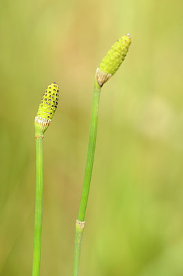 BUITEN BEELD Foto: 129418