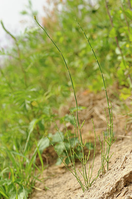 BUITEN BEELD Foto: 129419