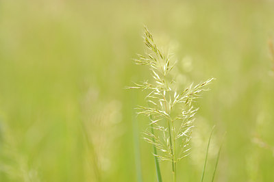BUITEN BEELD Foto: 129430