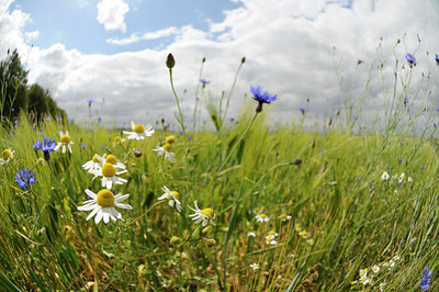 BUITEN BEELD Foto: 129437