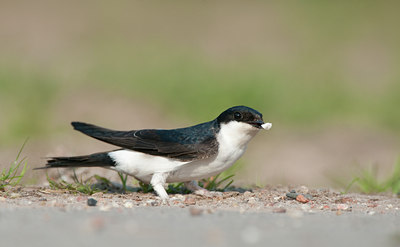 BUITEN BEELD Foto: 129499