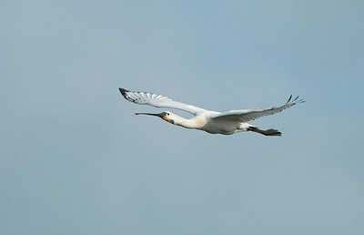 BUITEN BEELD Foto: 129501