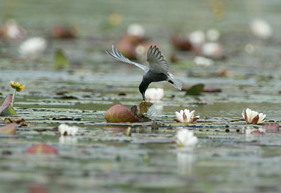 BUITEN BEELD Foto: 129502