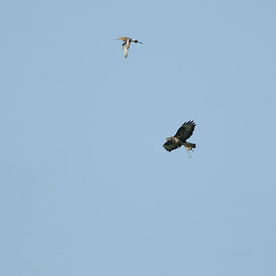 BUITEN BEELD Foto: 129537