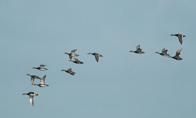 BUITEN BEELD Foto: 129539
