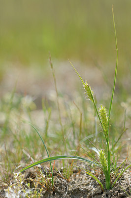 BUITEN BEELD Foto: 129542