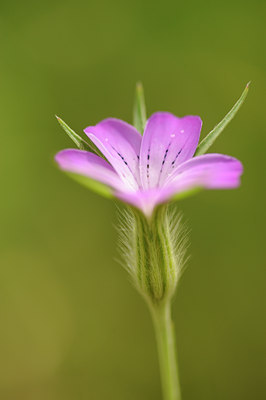 BUITEN BEELD Foto: 129550