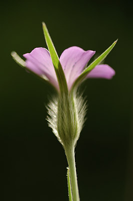 BUITEN BEELD Foto: 129551
