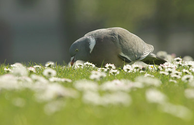 BUITEN BEELD Foto: 129562