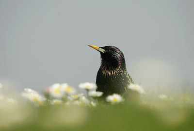 BUITEN BEELD Foto: 129563