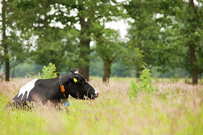 BUITEN BEELD Foto: 129573