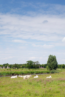 BUITEN BEELD Foto: 129580