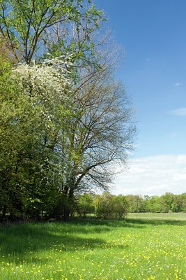 BUITEN BEELD Foto: 129625